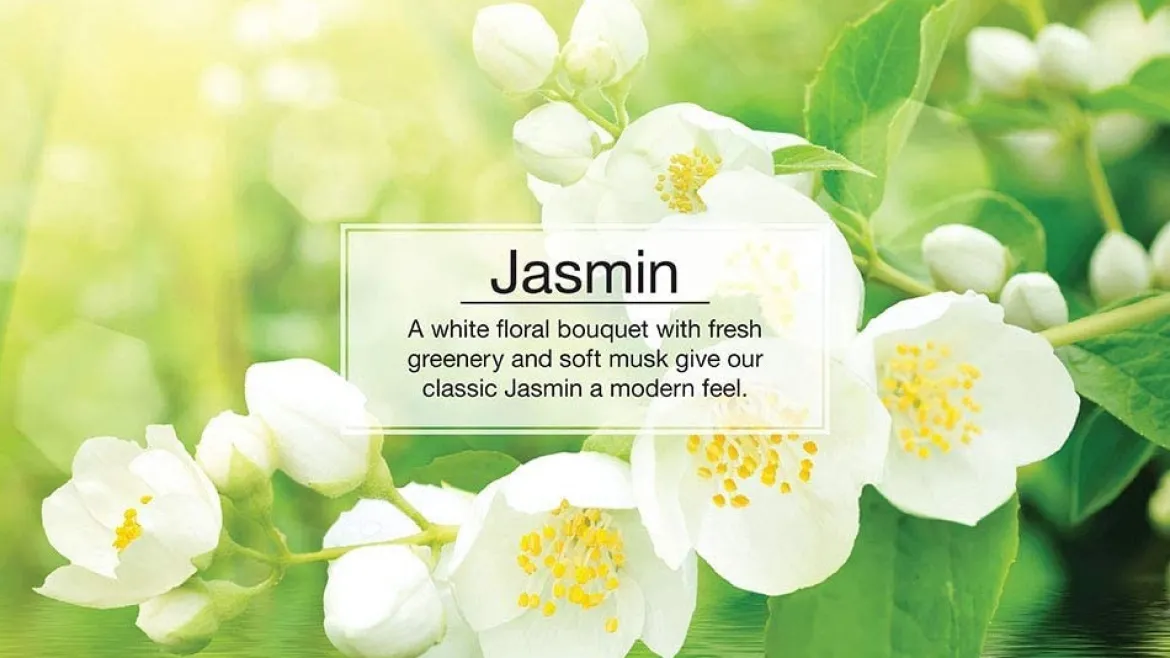Little Trees U6P-60433 Air Car Freshener Traditional Jasmin, 6-Pack