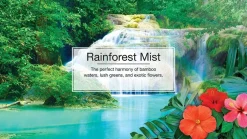 Little Trees U6P-60106 Air Car Freshener Traditional Rainforest Mist, 6-Pack